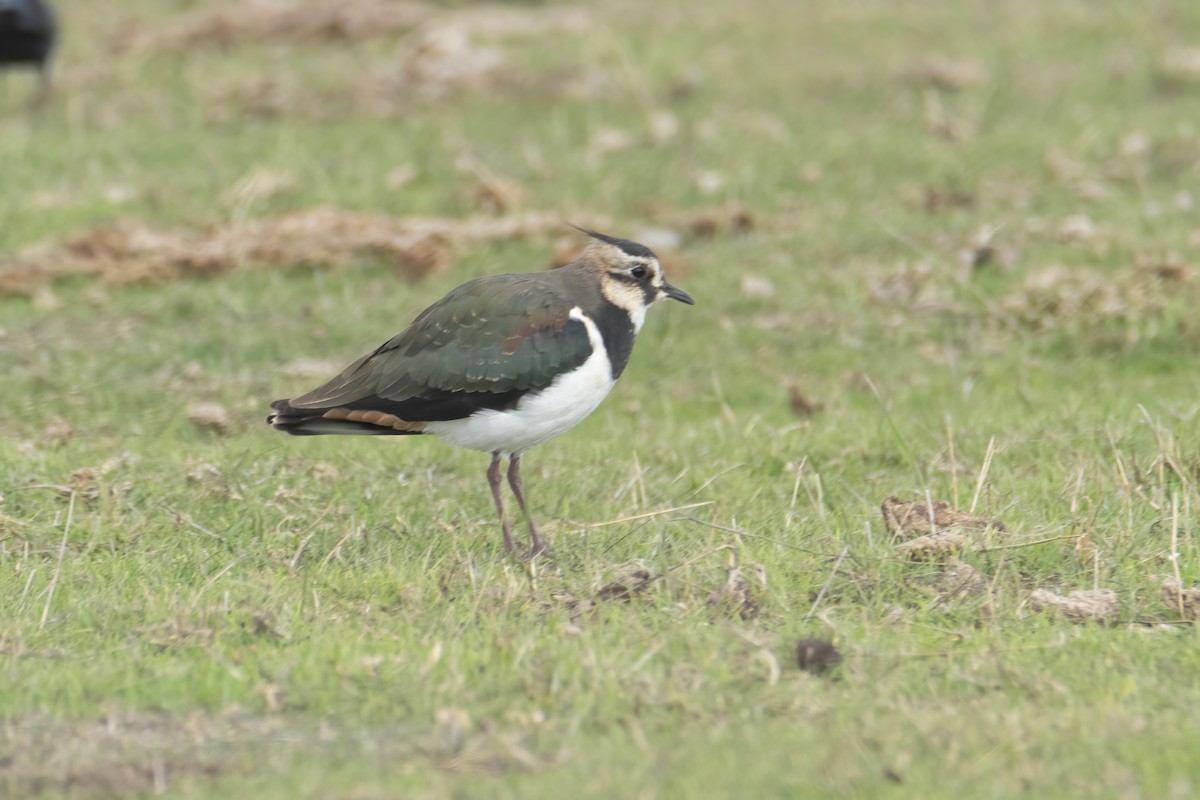 Northern Lapwing - ML625333732