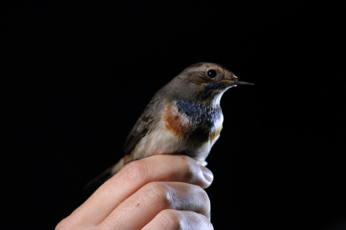 Bluethroat - ML625333771