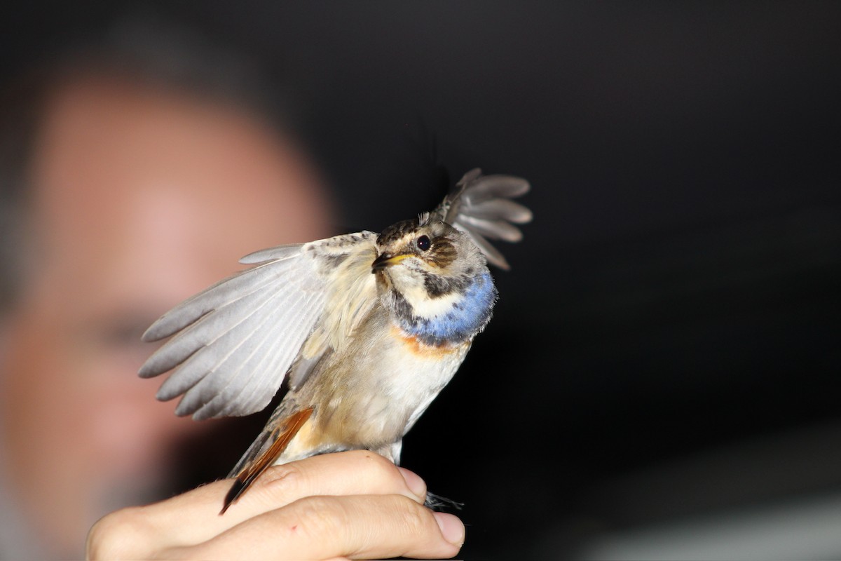 Bluethroat - ML625333804