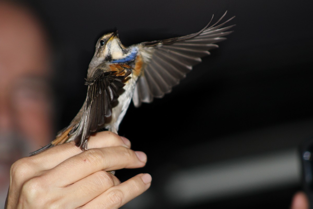 Bluethroat - ML625333805