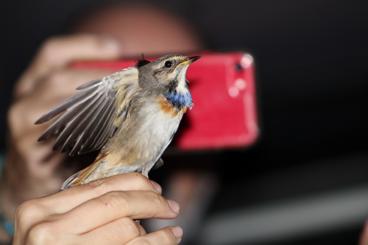 Bluethroat - ML625333806