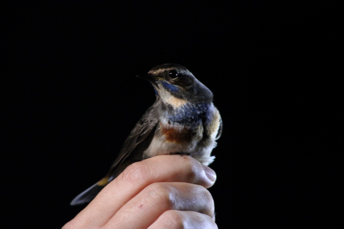 Bluethroat - ML625333808