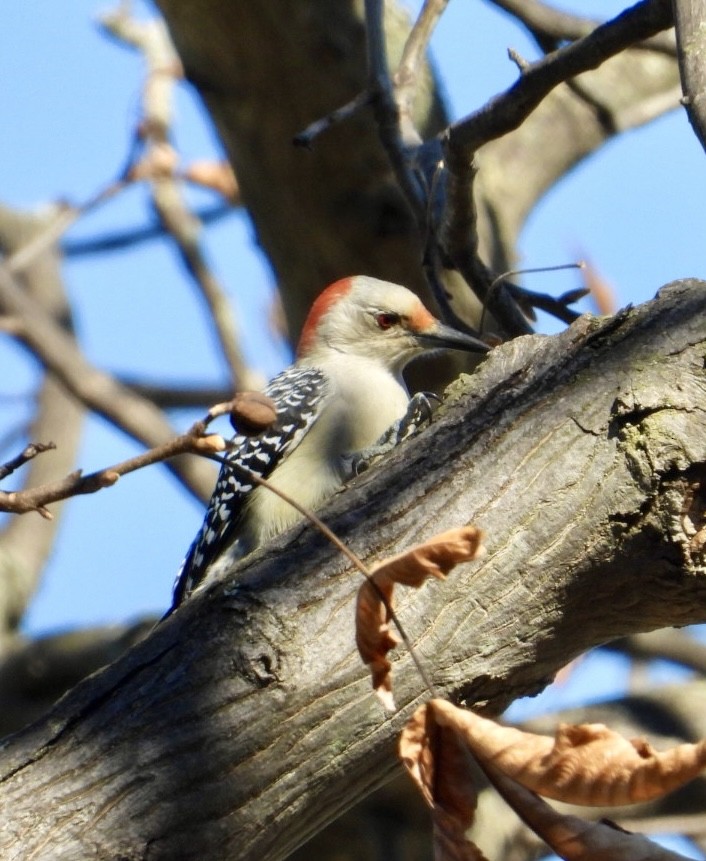 Red-bellied Woodpecker - ML625333917