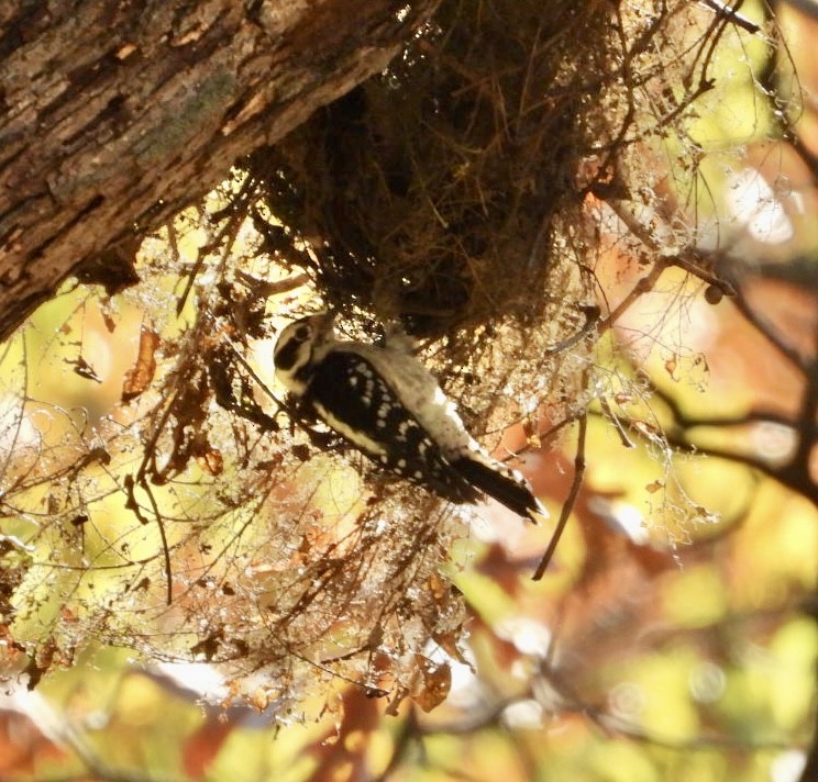 Downy Woodpecker - ML625333920