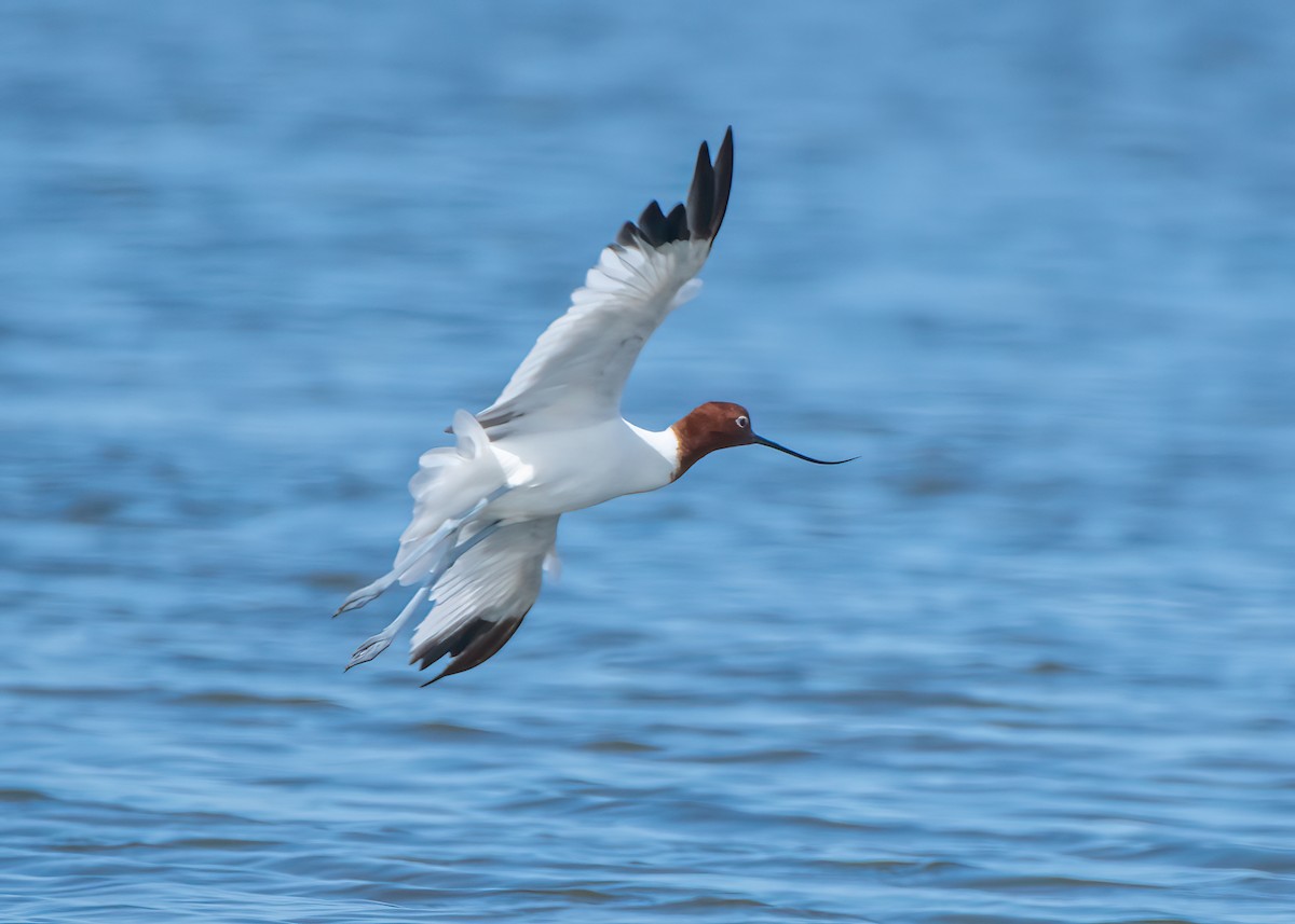 Red-necked Avocet - ML625333935