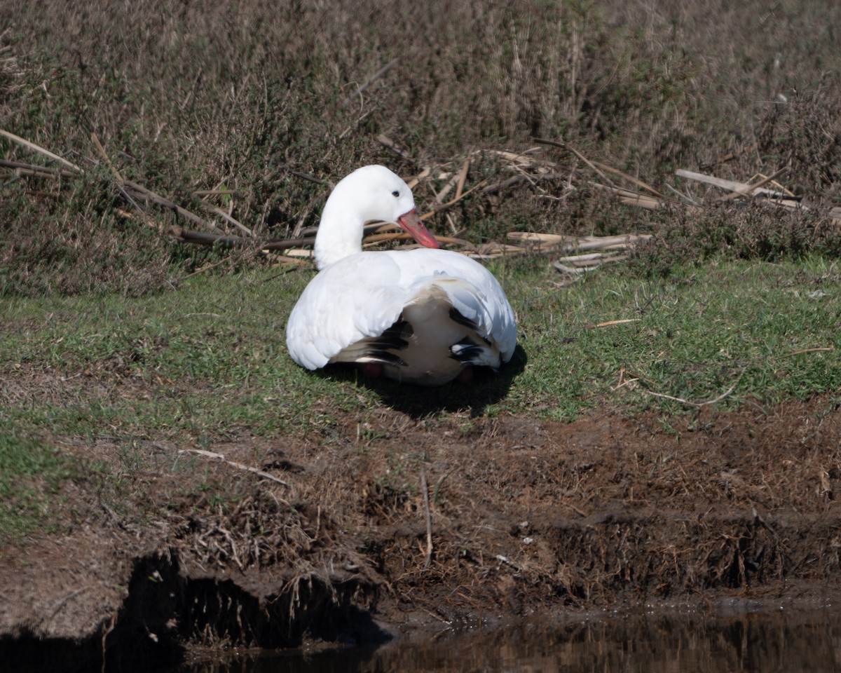 Coscoroba Swan - ML625333976