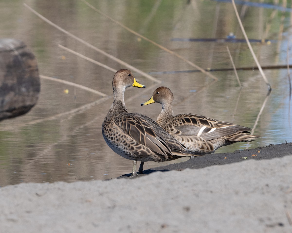 Yellow-billed Teal - ML625333982