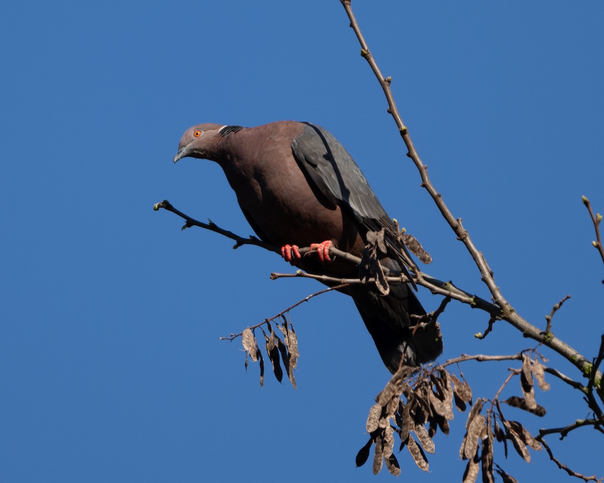 Chilean Pigeon - ML625333989