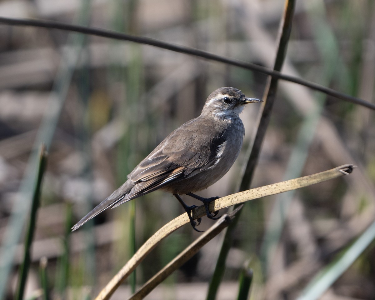 Buff-winged Cinclodes - ML625333996