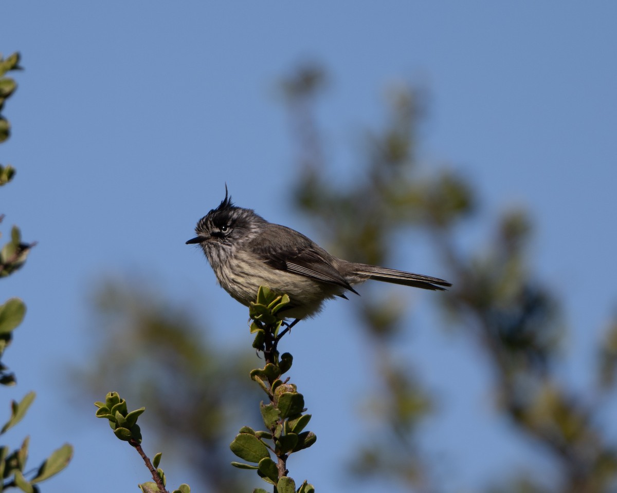 Tufted Tit-Tyrant - ML625334004