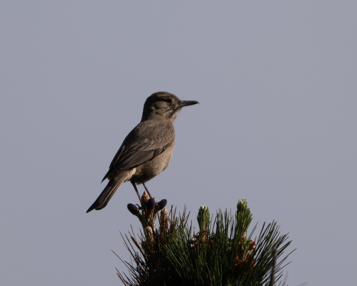 Great Shrike-Tyrant - ML625334010