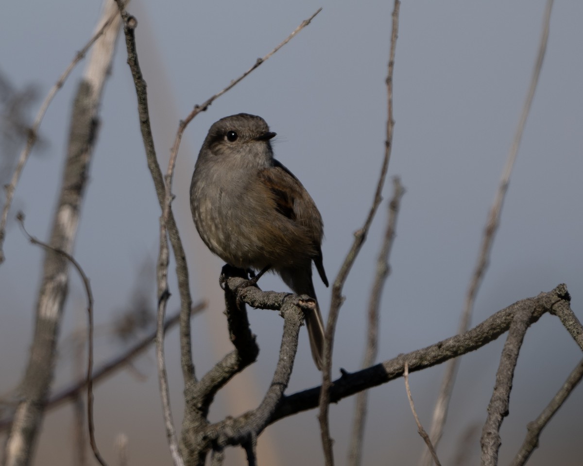 Patagonian Tyrant - ML625334017