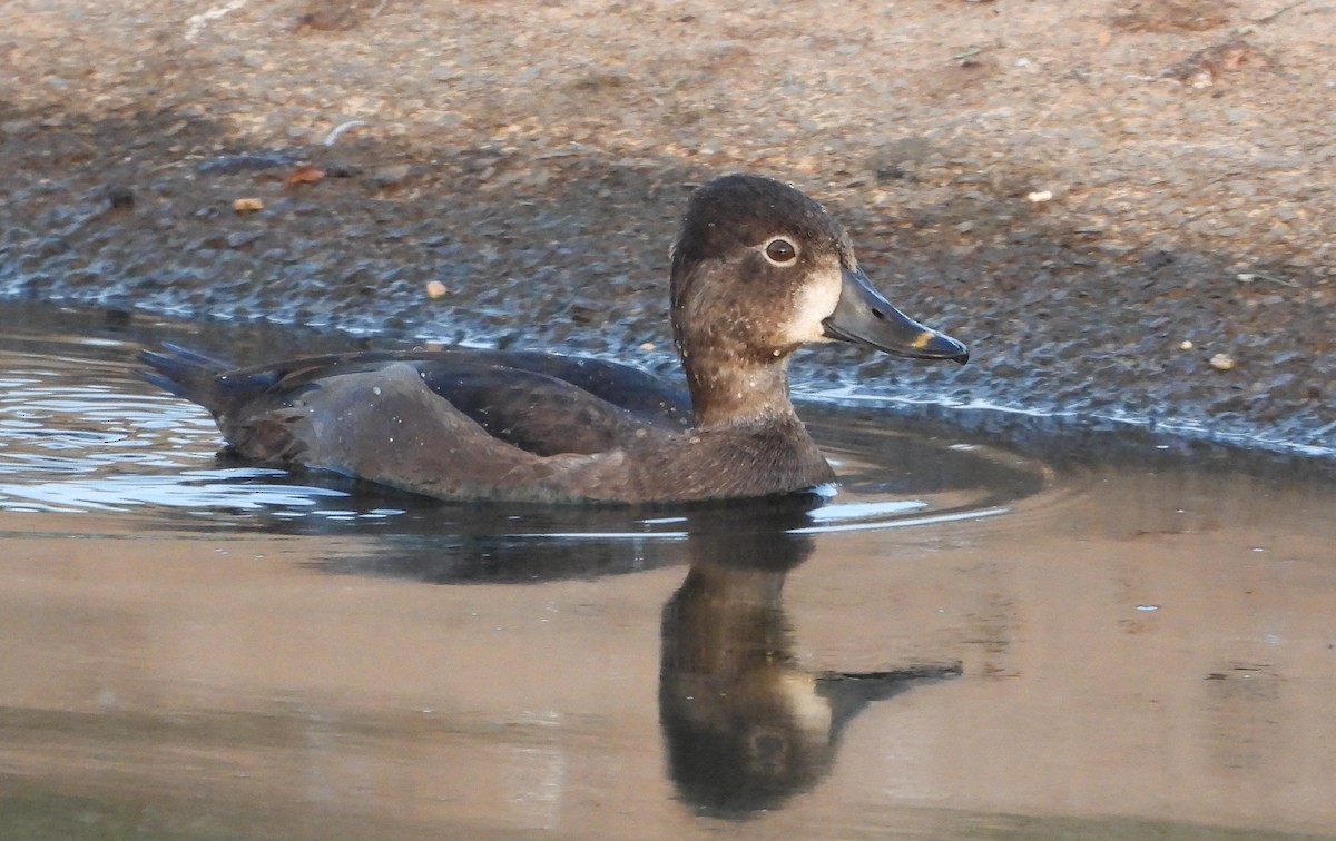 Ring-necked Duck - ML625334129