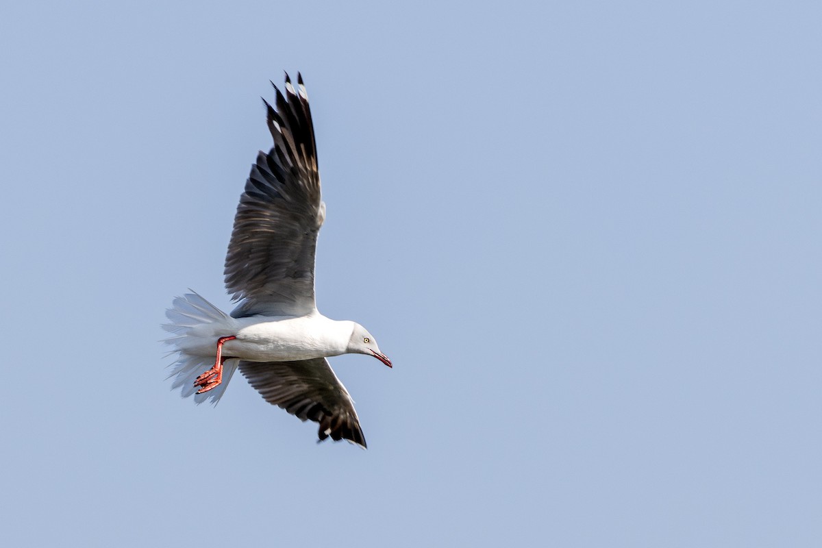 Gray-hooded Gull - ML625334138