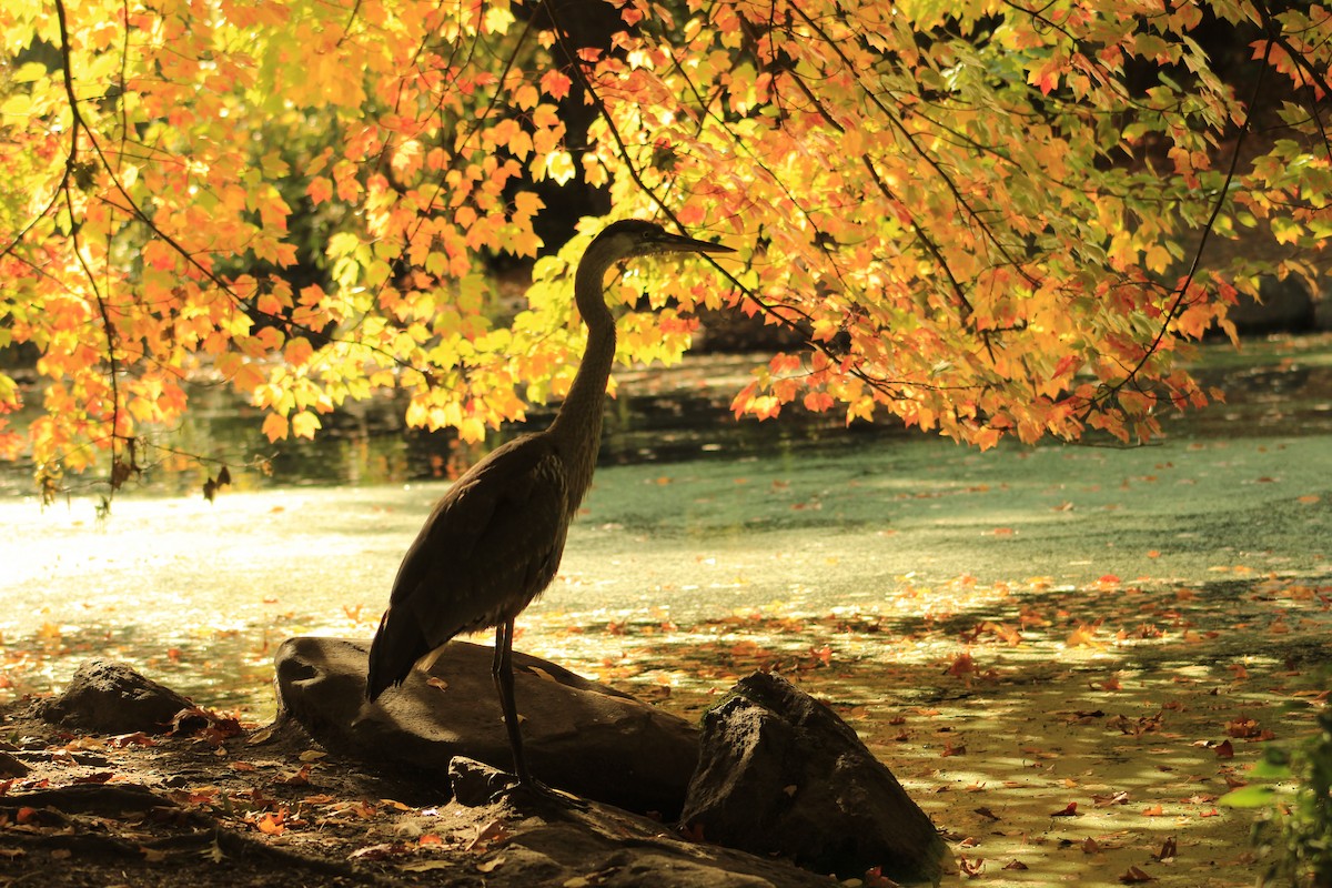 Great Blue Heron - ML625334148
