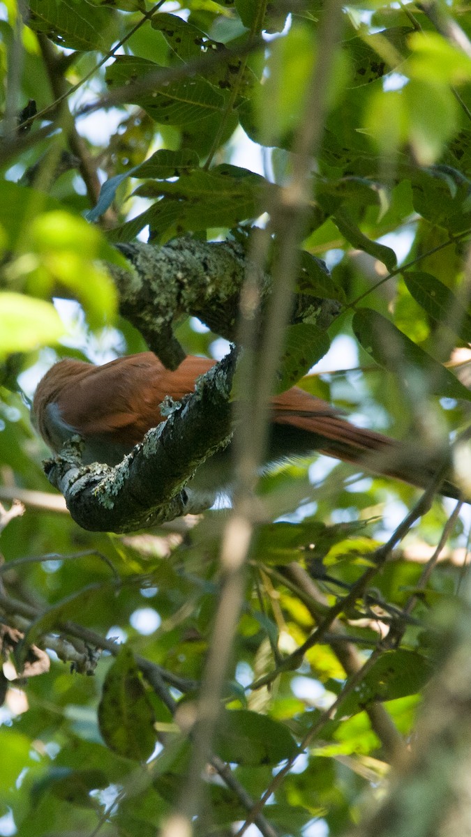 Squirrel Cuckoo (West Mexico) - ML625334197