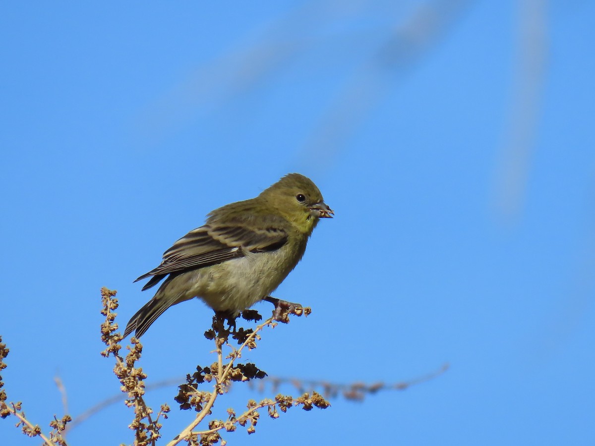 Lesser Goldfinch - ML625334229