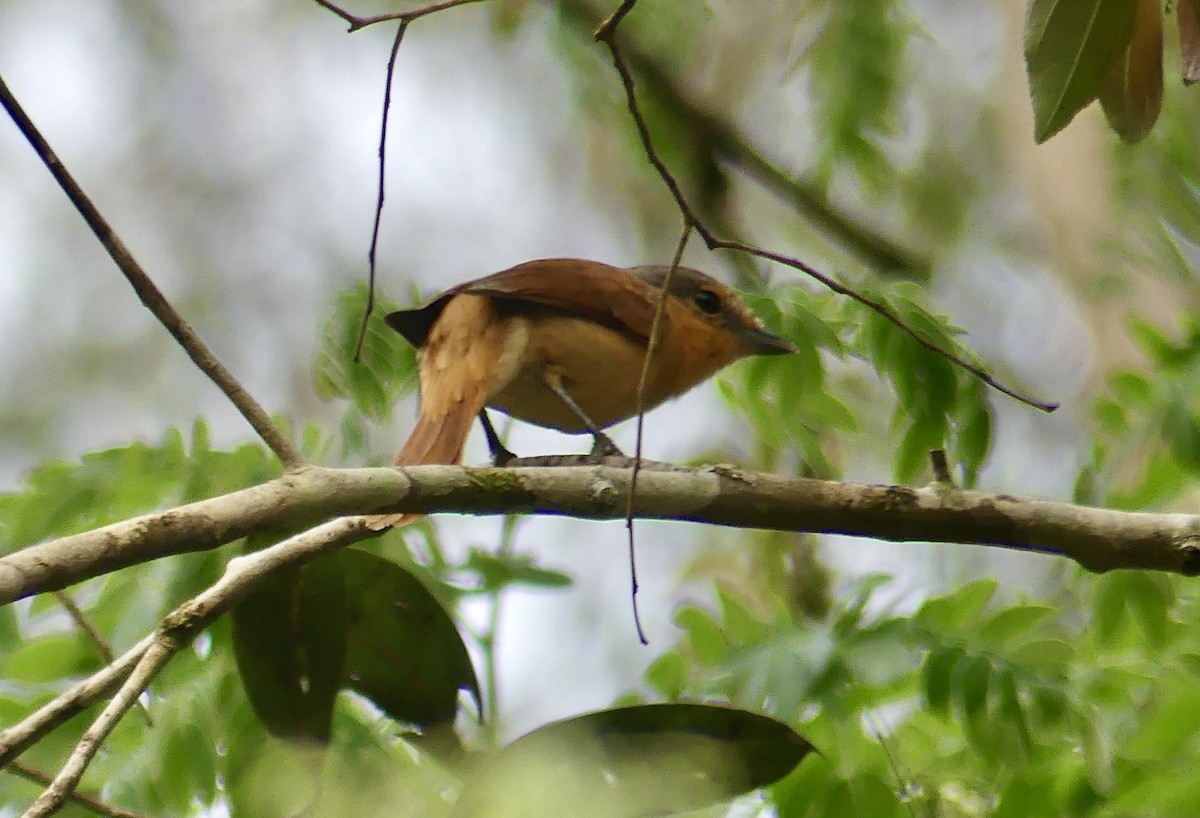 Chestnut-crowned Becard - ML625334252