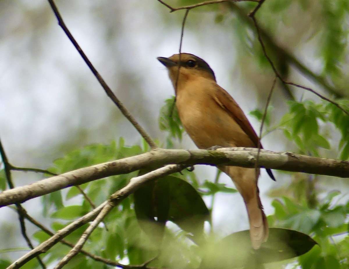 Chestnut-crowned Becard - ML625334253