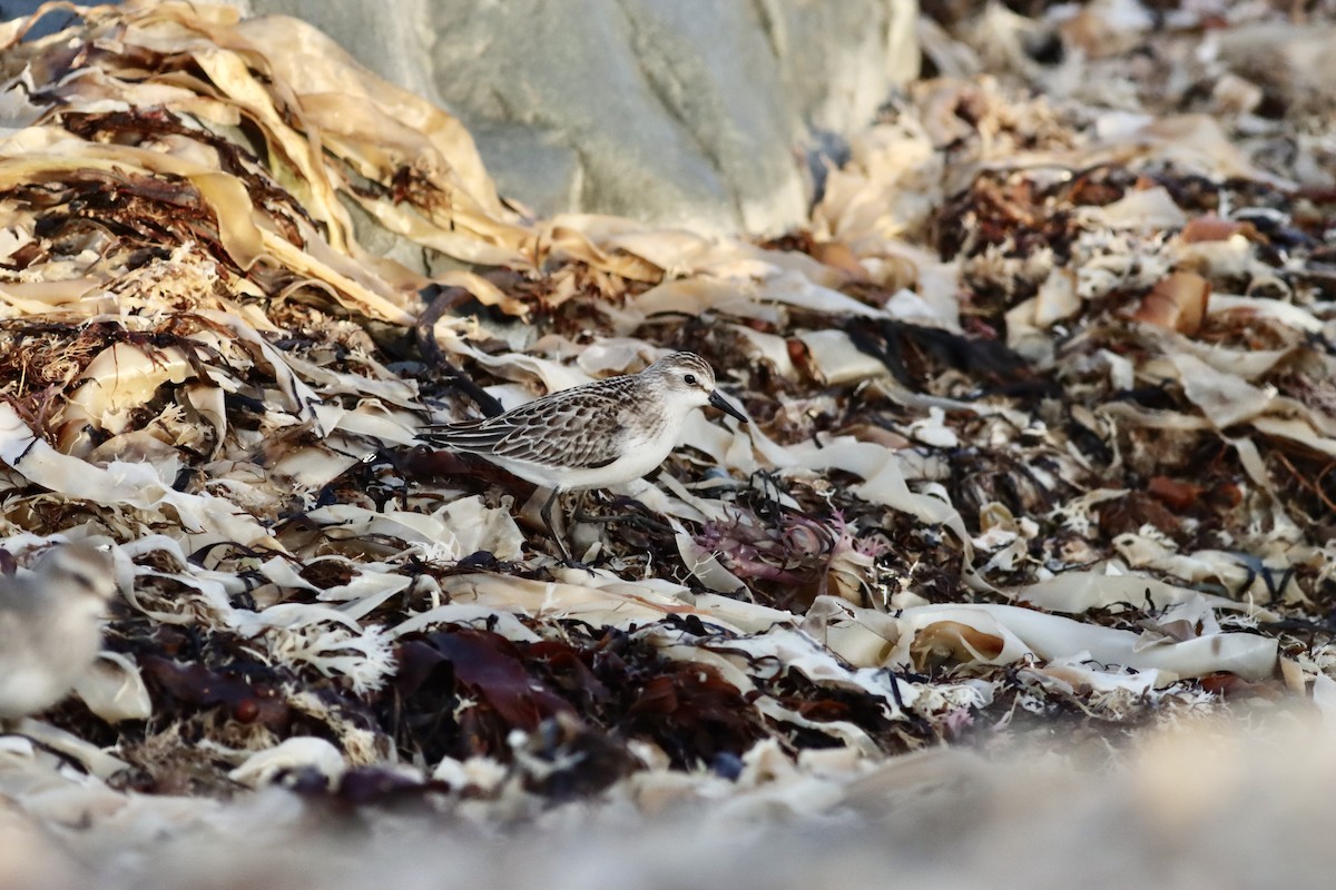Semipalmated Sandpiper - ML625334305