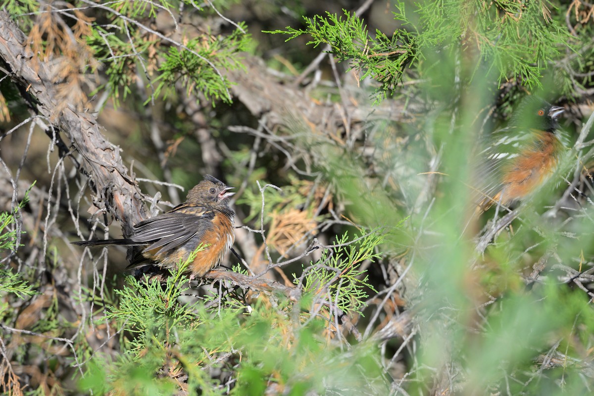 Spotted Towhee - ML625334383