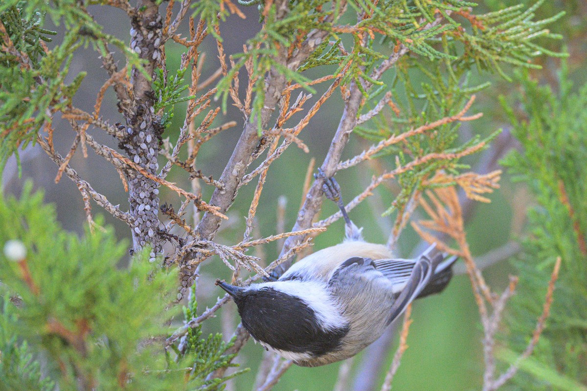 Black-capped Chickadee - ML625334388