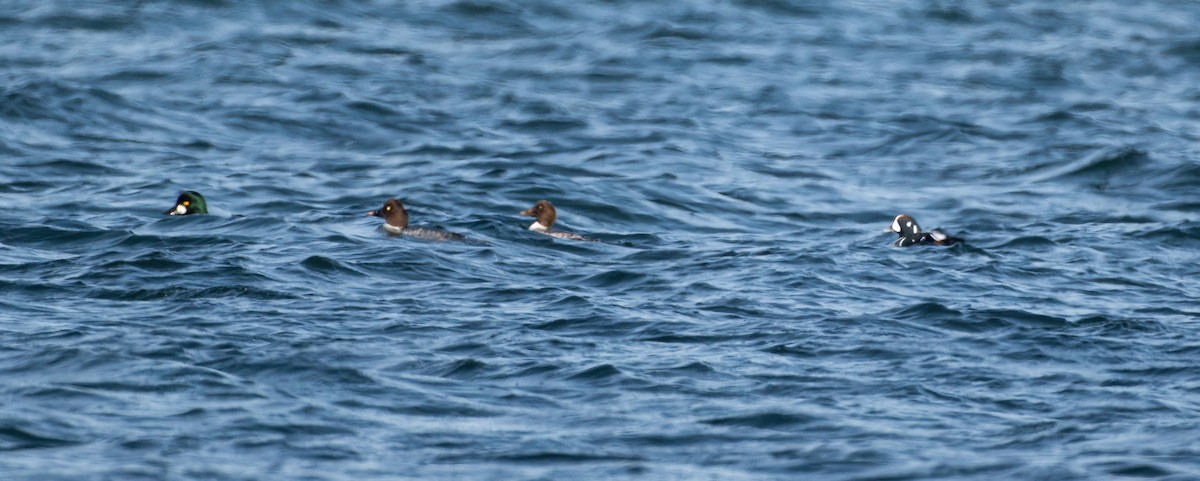 Harlequin Duck - ML625334417