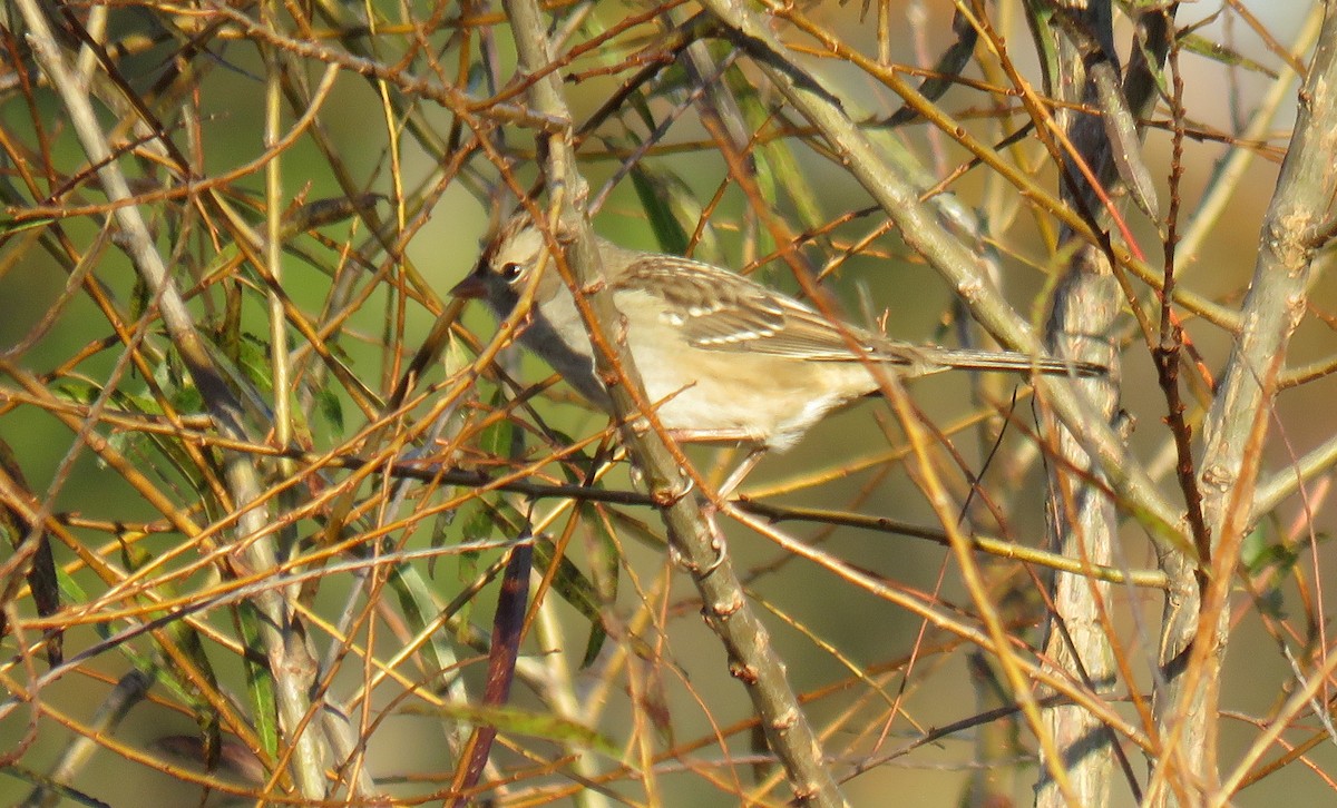 Bruant à couronne blanche - ML625334493