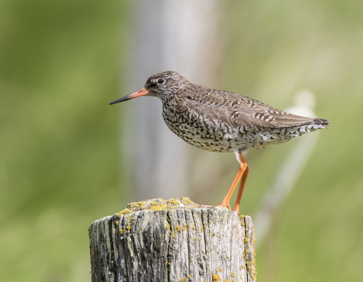 Common Redshank - Mouser Williams