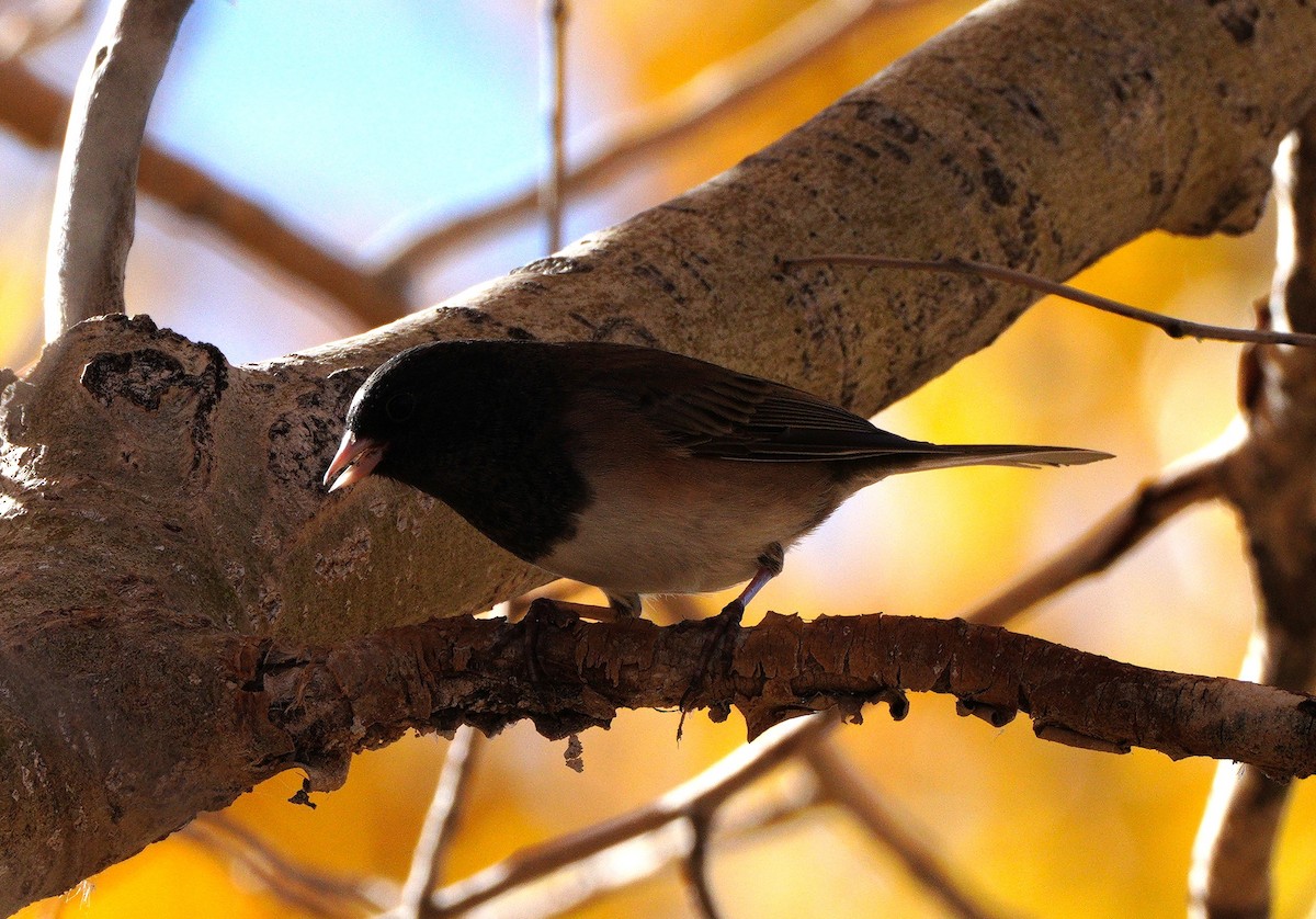 Юнко сірий - ML625334555
