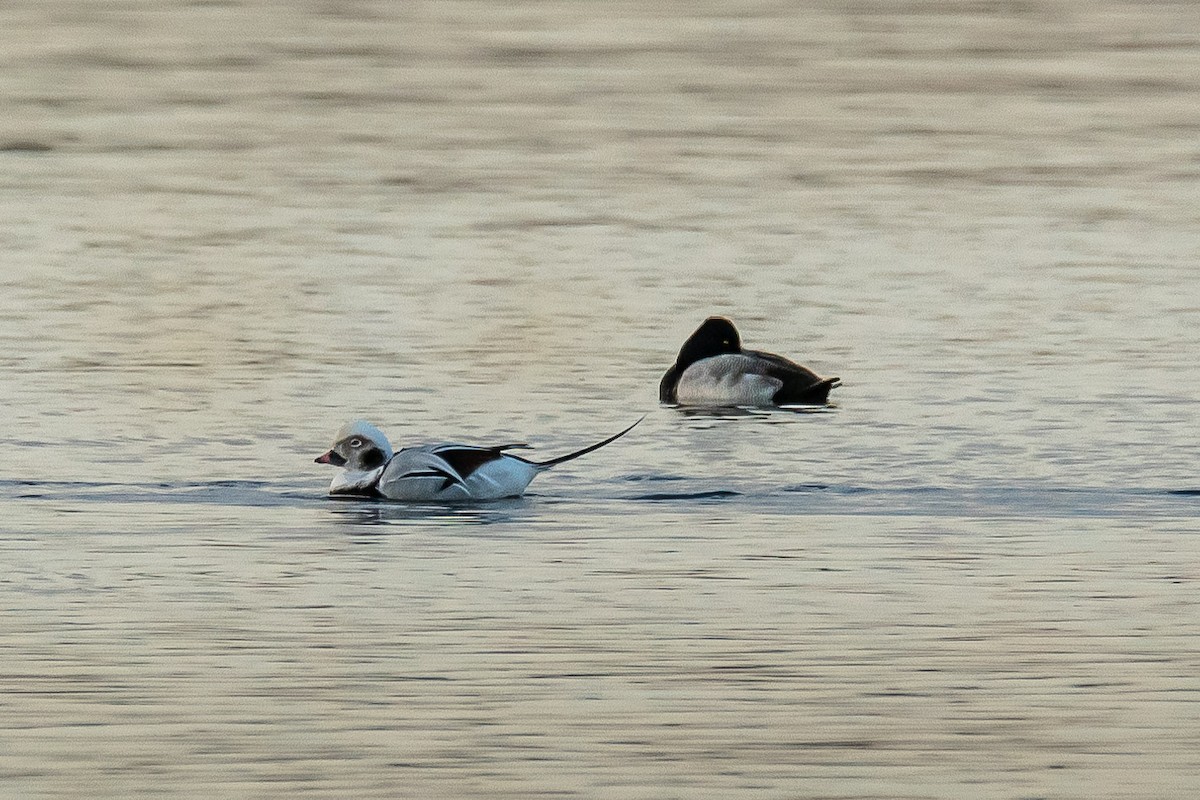 hoholka lední - ML625334594