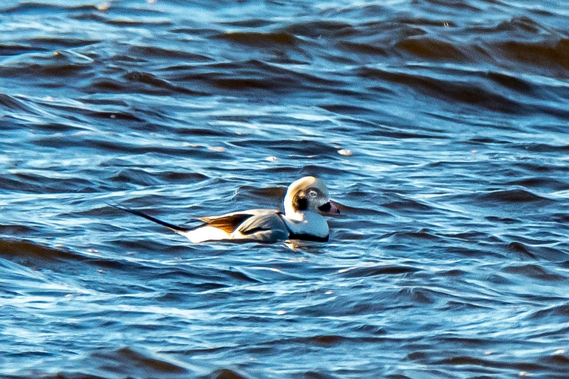 hoholka lední - ML625334595