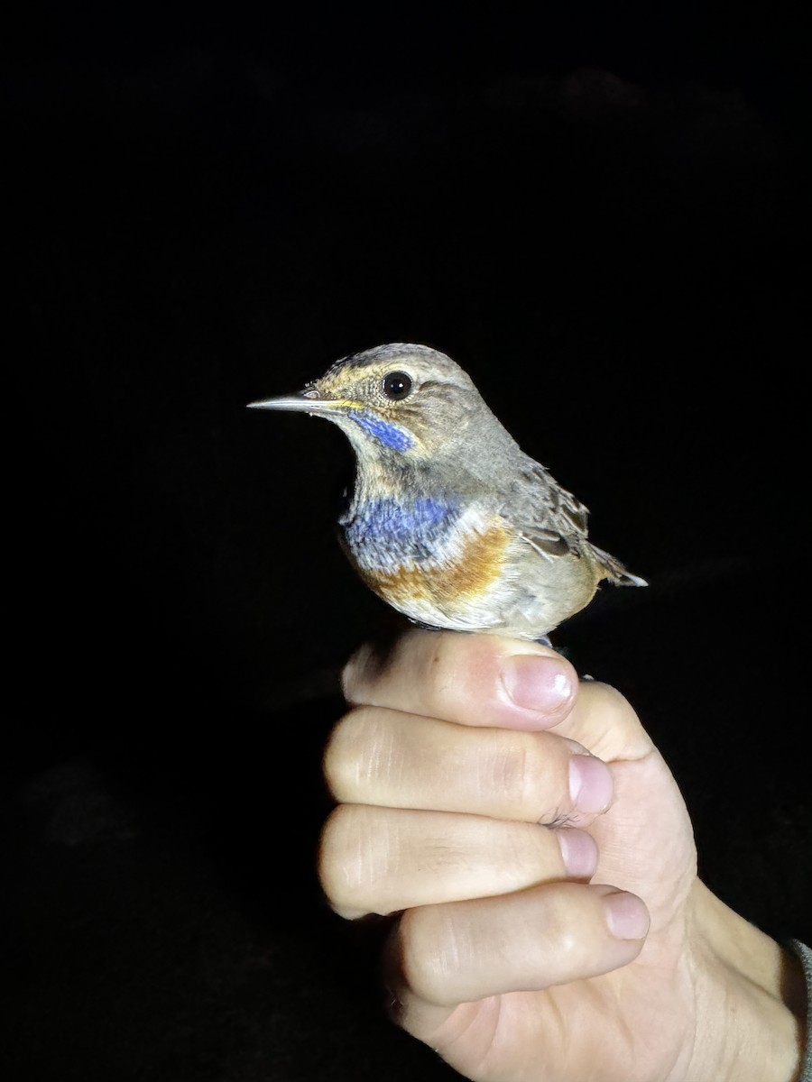 Bluethroat - ML625334639