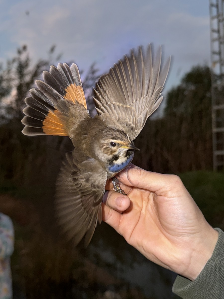 Bluethroat - ML625334640