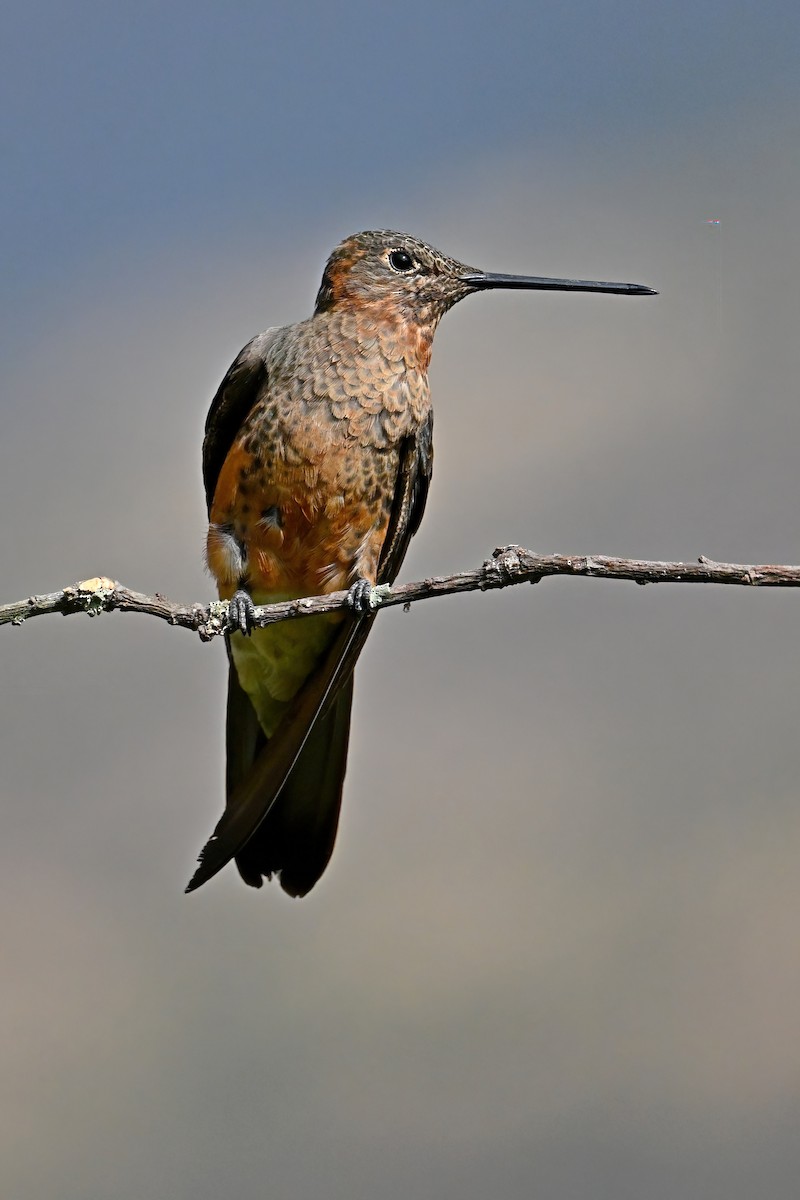 Giant Hummingbird - ML625334856