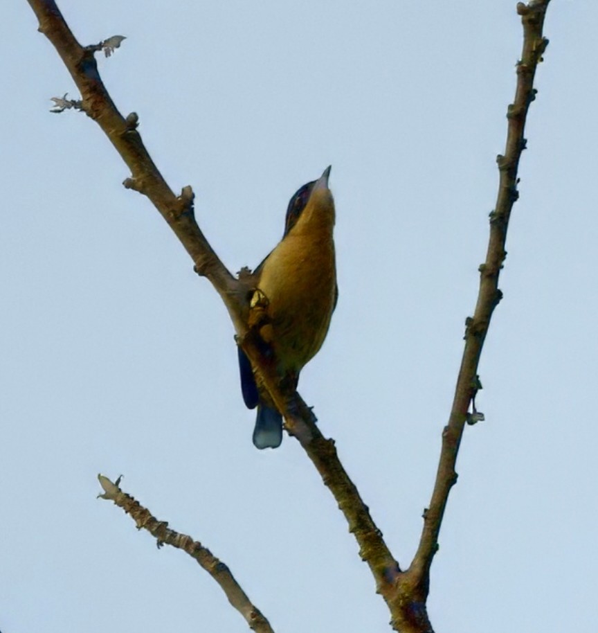 Usambara Hyliota - Joseph Tobias