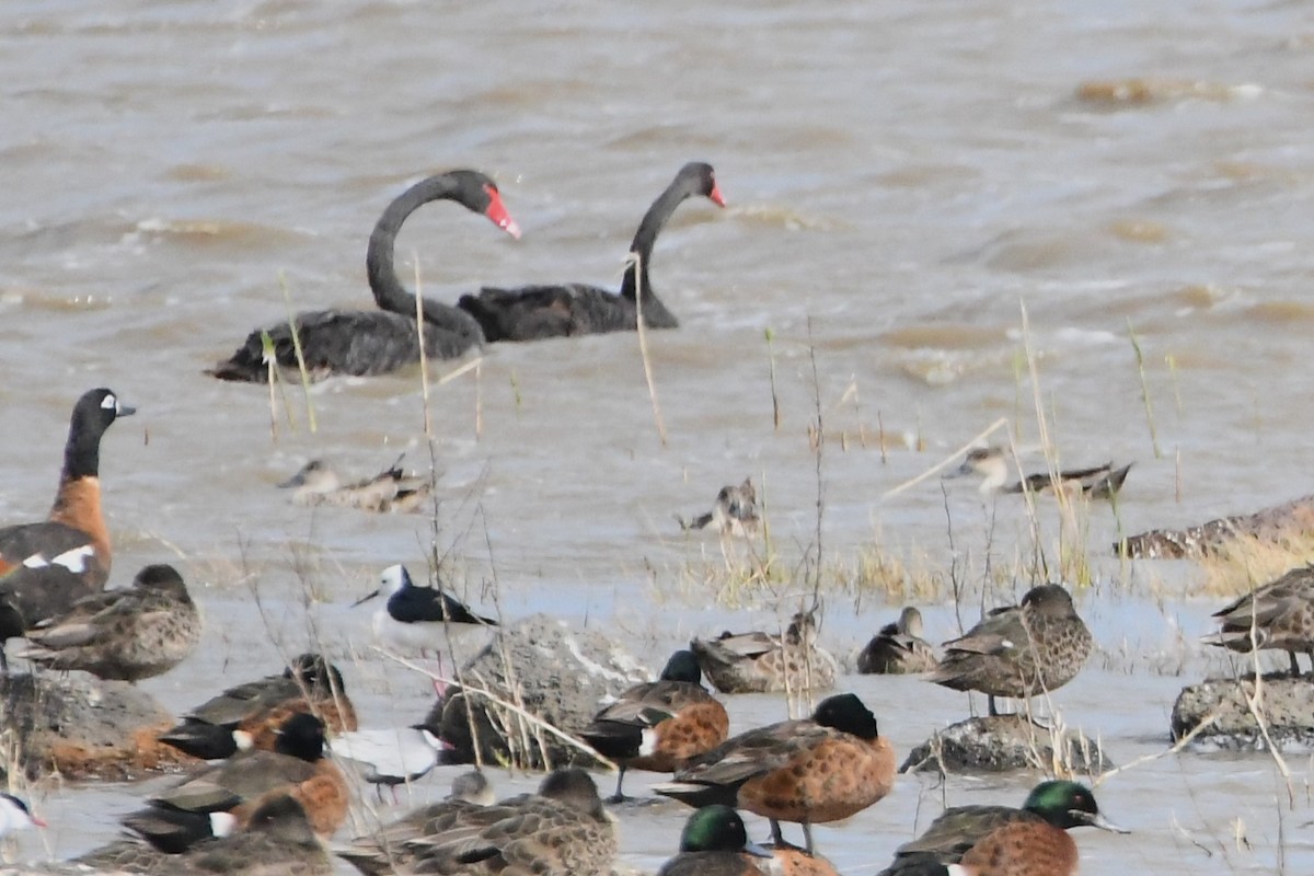 Australian Shelduck - ML625334910