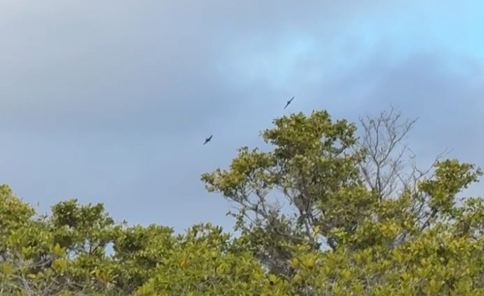 Galapagos Martin - ML625334956