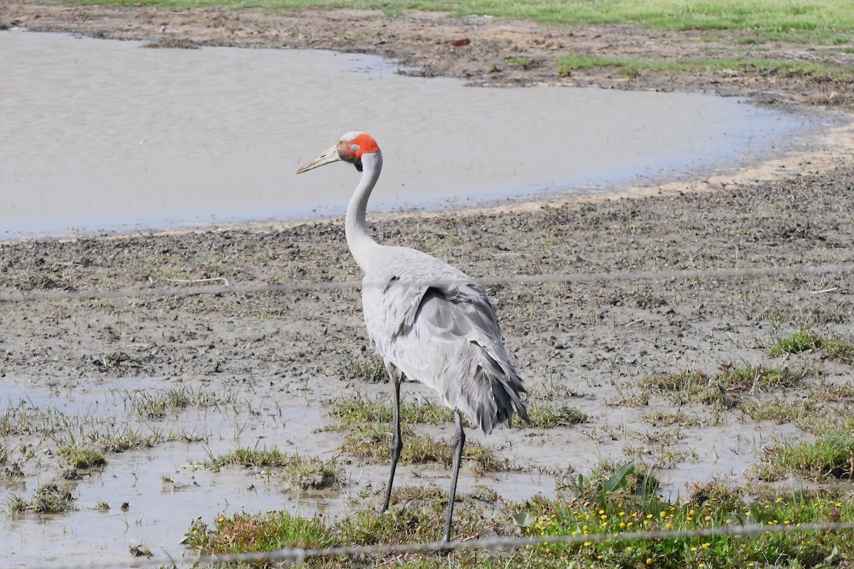 Brolga - ML625334968