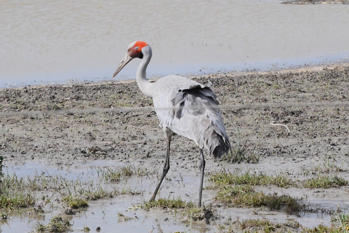 Brolga - ML625334973