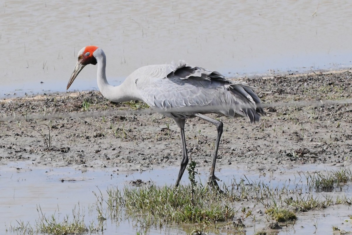 Brolga - ML625334979