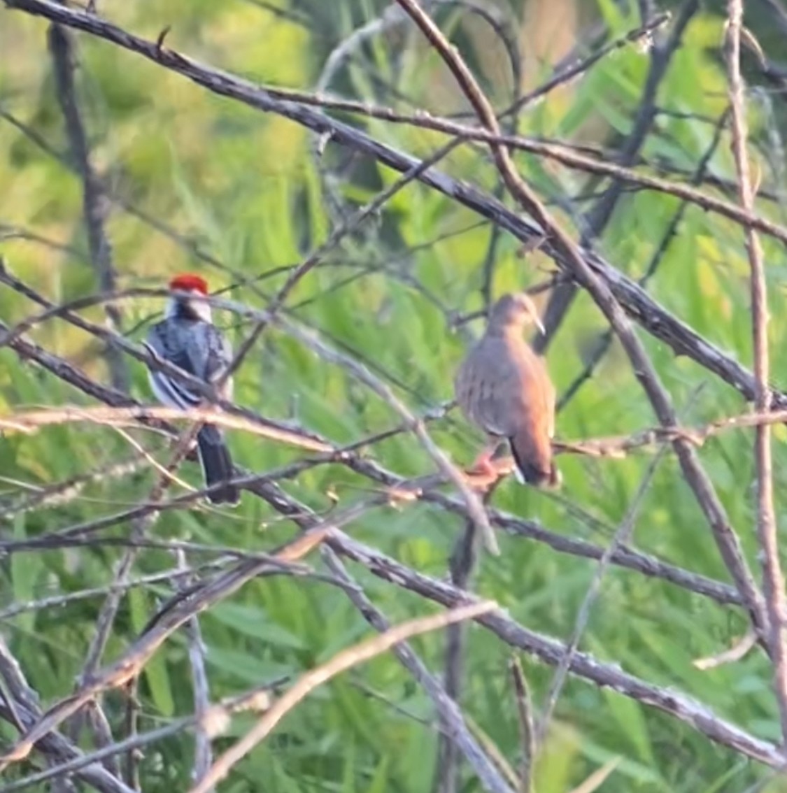 Plain-breasted Ground Dove - ML625335081
