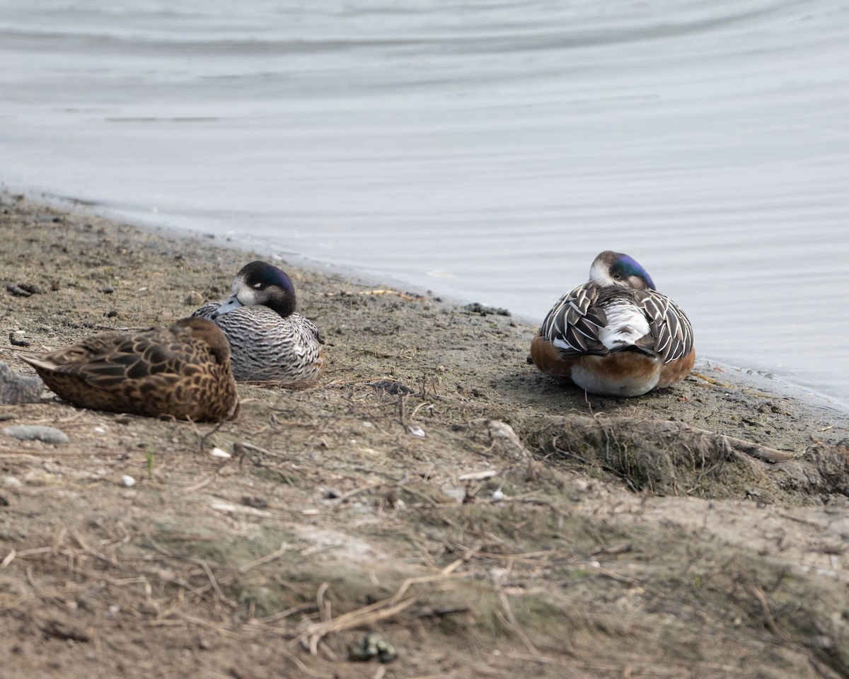 Chiloe Wigeon - ML625335085