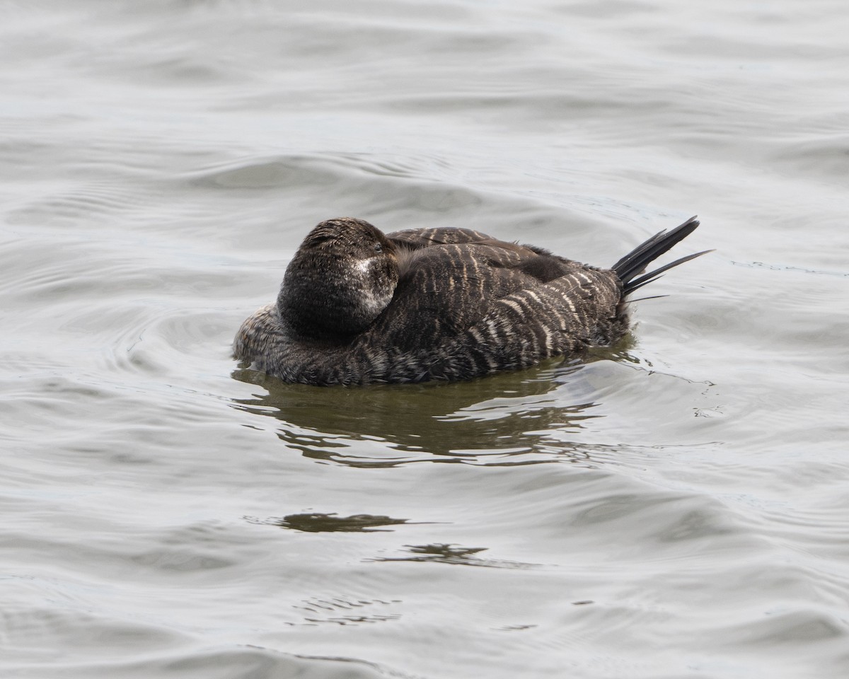 Lake Duck - ML625335138