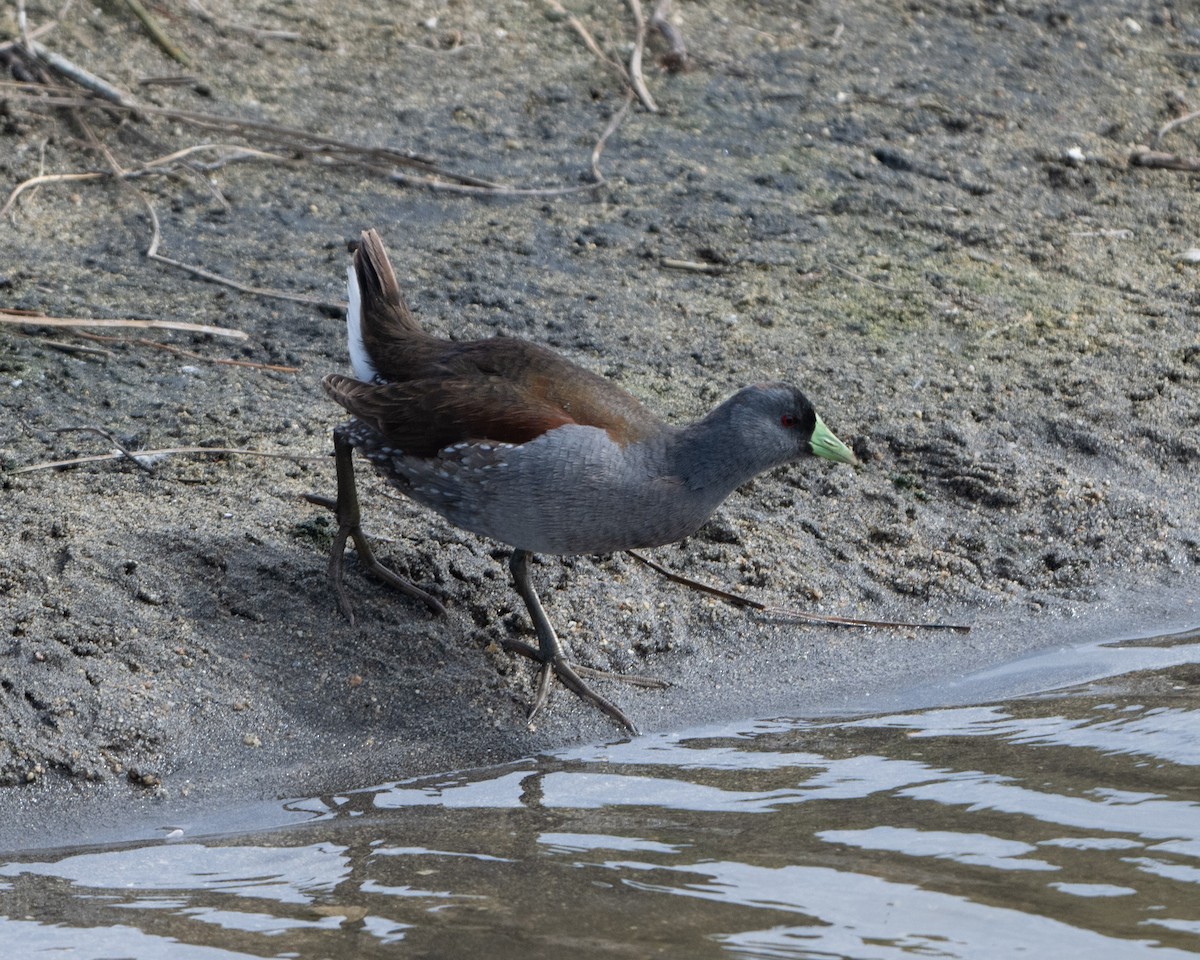 Spot-flanked Gallinule - ML625335147