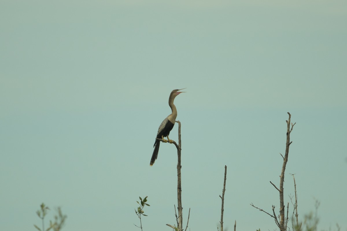 Anhinga Americana - ML625335309