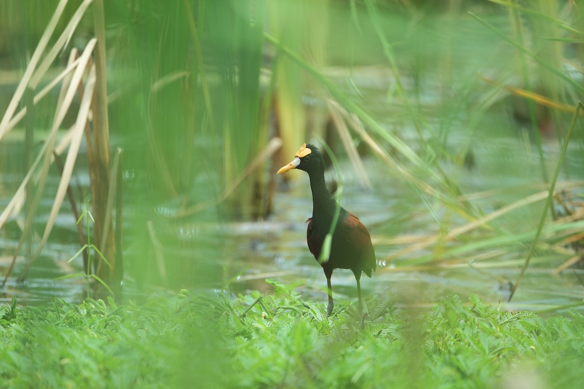 Jacana Centroamericana - ML625335322