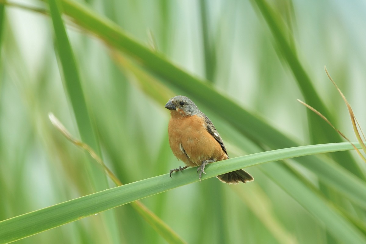 Ruddy-breasted Seedeater - ML625335341