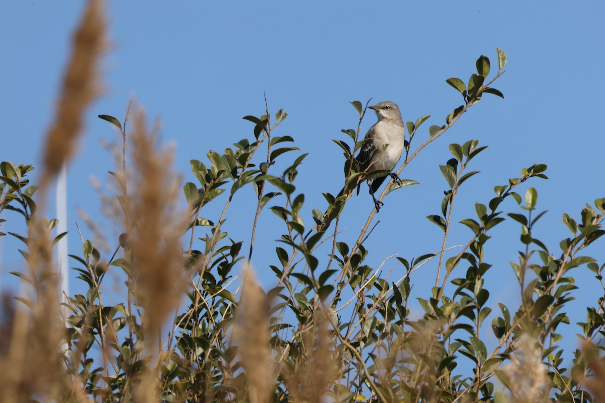 Northern Mockingbird - ML625335344