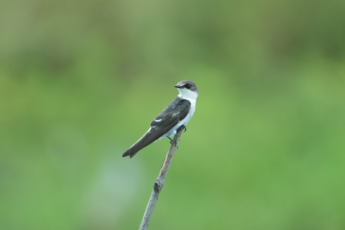 Mangrove Swallow - ML625335354